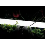 Лента 360 ° светодиодная неоновая 2835, 360 LED/м, 16 Вт/м, 24В , IP66, Цвет: Тёплый белый, SWG-2360-24-WW-66