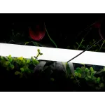Лента 360 ° светодиодная неоновая 2835, 360 LED/м, 16 Вт/м, 24В , IP66, Цвет: Нейтральный белый, SWG-2360-24-NW-66
