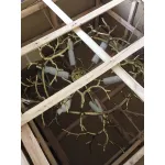Подвесная люстра BlessLight BIJOUT D Copper II 20426