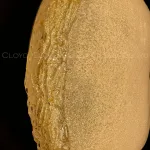 Потолочный светильник Cloyd NECTAR 11323
