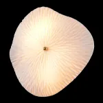 Бра Crystal Lux CONTESSA AP2.2 от ImperiumLoft