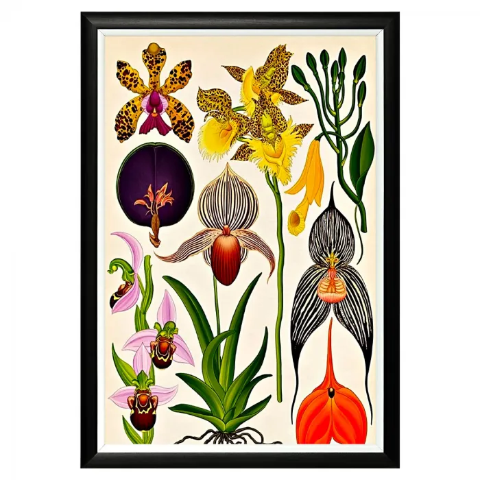 Постер Orchidarium от ImperiumLoft