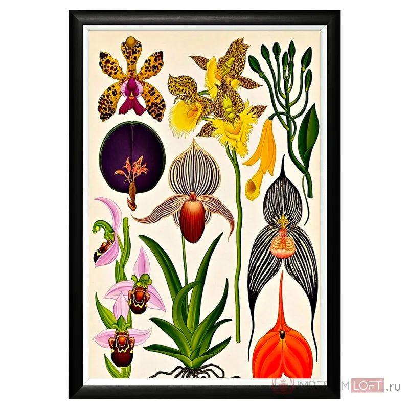Постер Orchidarium от ImperiumLoft