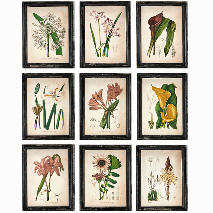 Набор из 9 постеров Flowering plants of Africa 1921 от ImperiumLoft