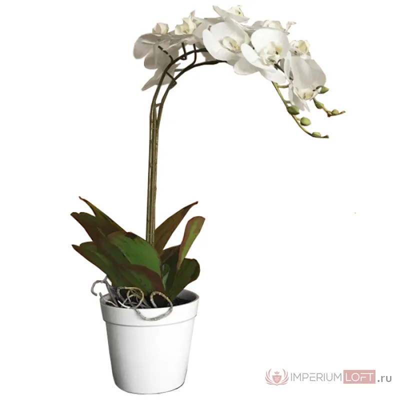 Белая oрхидея в горшке от ImperiumLoft