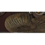 Настольная лампа Раковина от ImperiumLoft