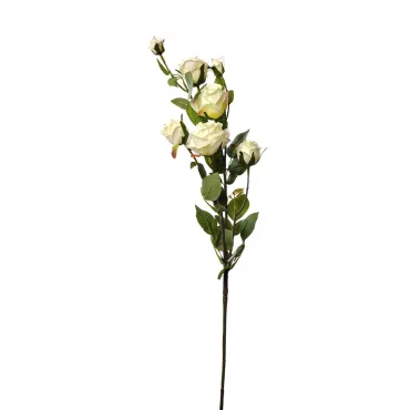 Роза кустовая белая 9F27994-4269