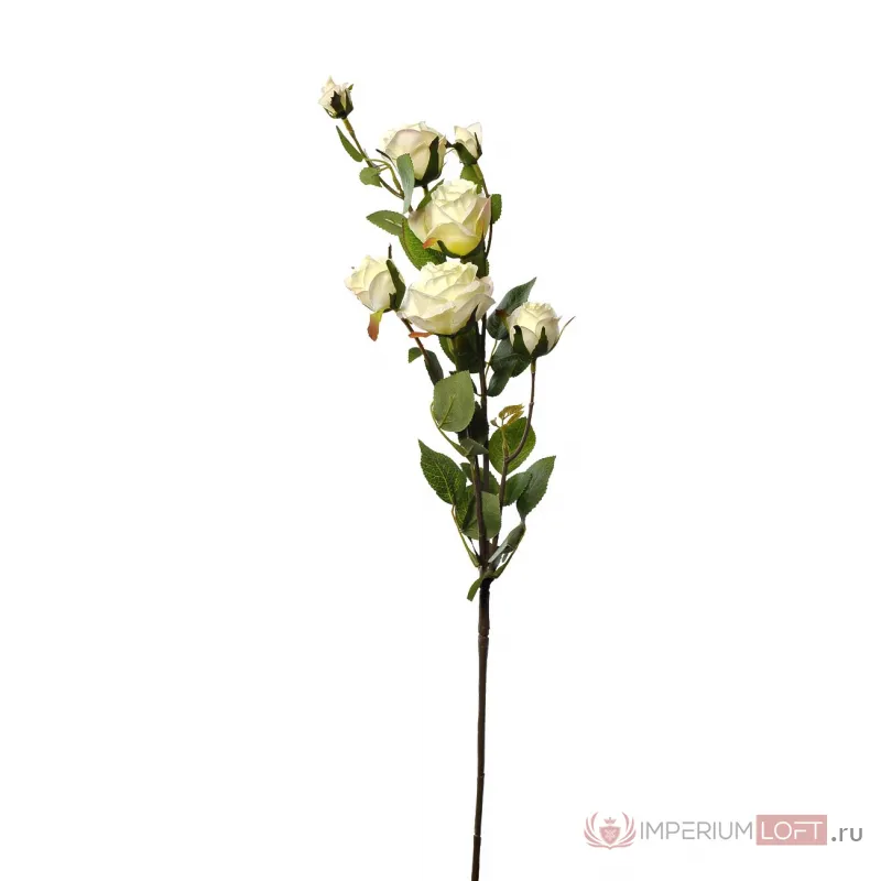 Роза кустовая белая 9F27994-4269 от ImperiumLoft