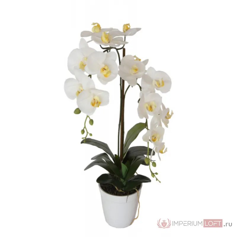 29BJ-170-13 Орхидея белая в горшке h65 см от ImperiumLoft