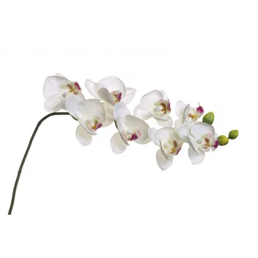 Орхидея белая 8J-1219S0003 от ImperiumLoft