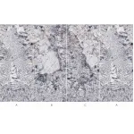 Стеновая панель CROWN 80022P широкоформатная — 280-122-0,5 см