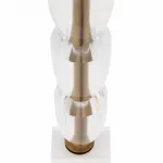 Настольная лампа декоративная Maytoni Prima Z034TL-01BZ от ImperiumLoft